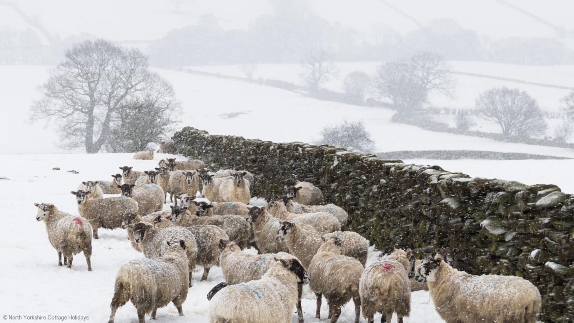 Stone Cottage In Picturesque North Yorkshire Village - Bull Dog Cottage Ampleforth Eksteriør bilde